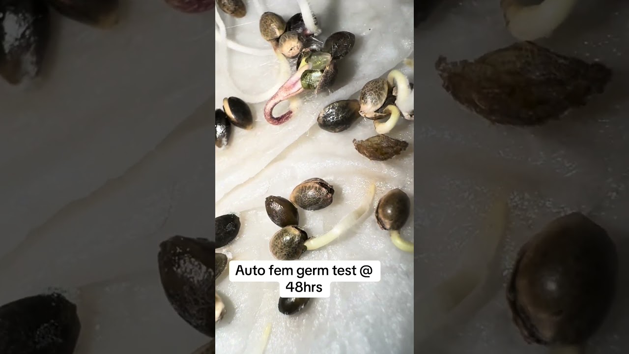 Auto flowering seed germination