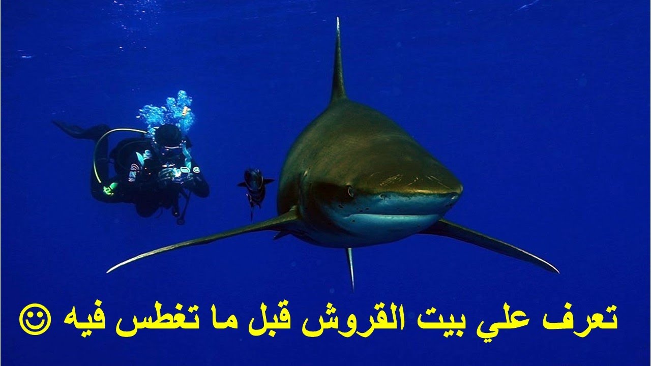 تعرف على بيت القروش بألفنستون - مرسى علم