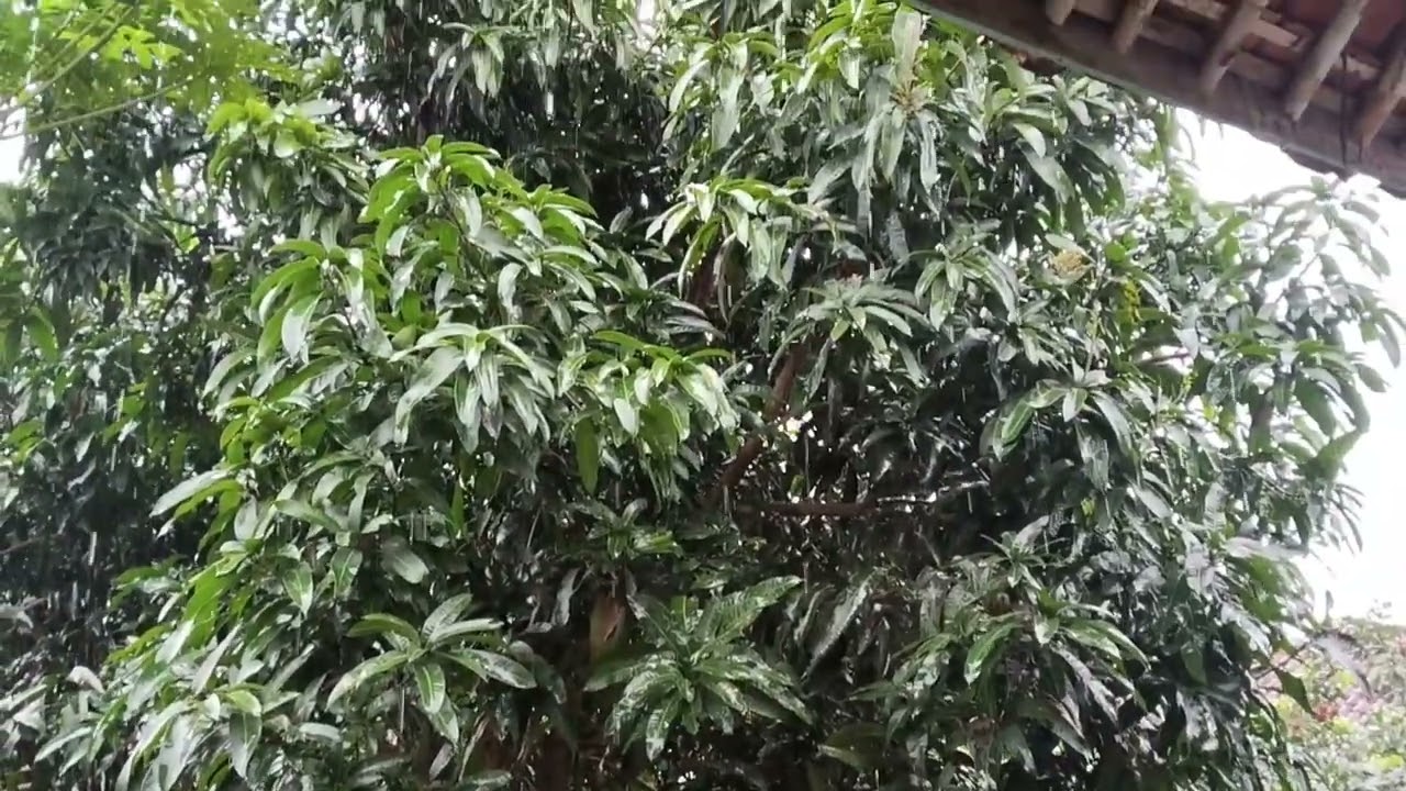Hujan deras depan rumah