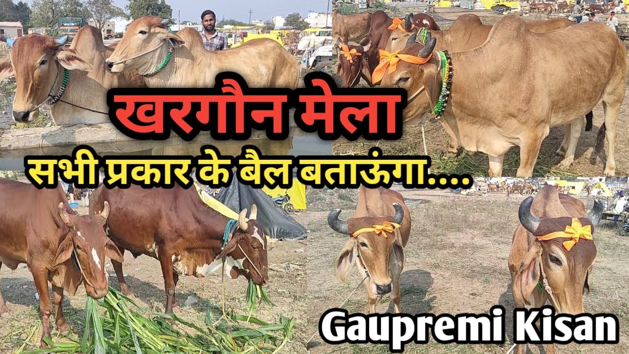 👌#खरगोन_मेला || 6--6  दांत निमाड़ी और सुरती केड़े || महाराष्ट्र के व्यापारियों से मेले की जानकारी👍