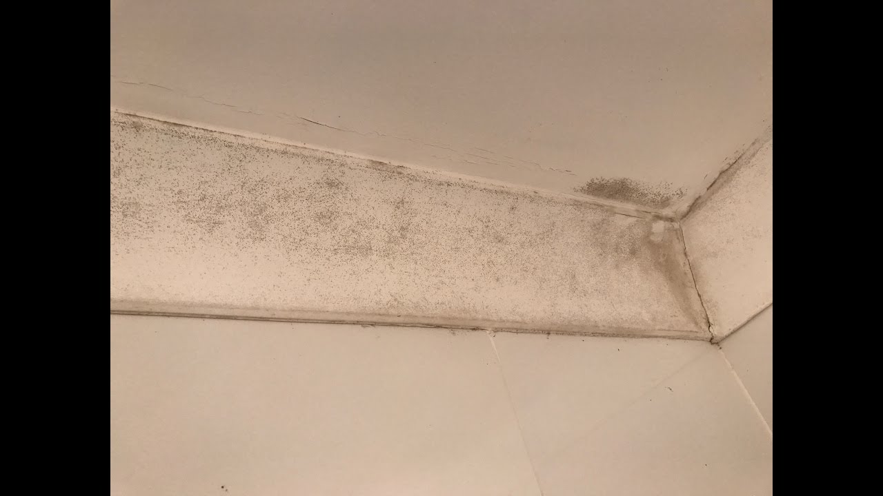 HOW TO REMOVE AND KILL MOULD ON WALLS AND CEILINGS