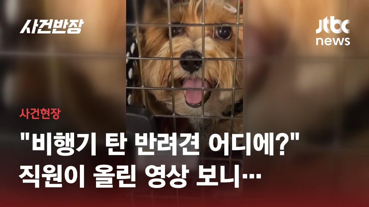 기내 수화물 창고 옆 반려견···직원 측 