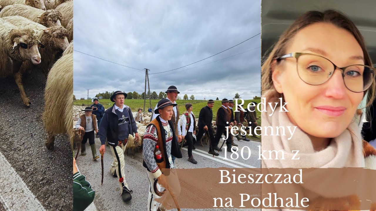 Jesienny Redyk Baca i Juhasi wracają z owcami do domu przez 180 km! Redyk Bacy Klimowskiego. 
