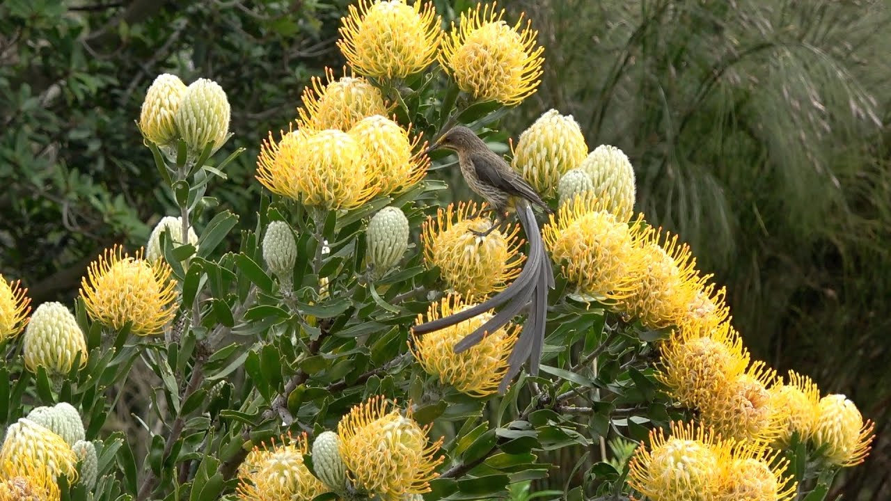 South Africa Birding November 2021