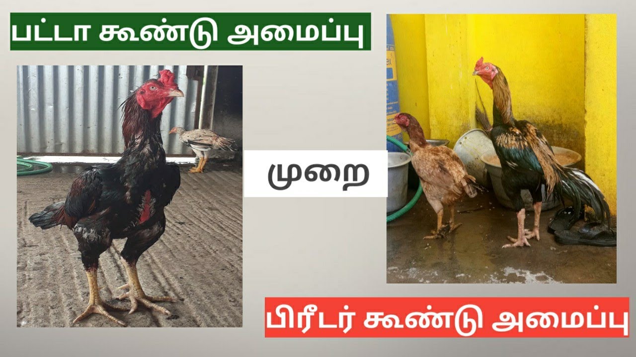 சேவல்களுக்கு ரிங் (கூண்டு) அமைக்கும் முறை || உணவு முறைகள் || கூண்டின் அவசியமும் அத்தியாவசியமும் ||