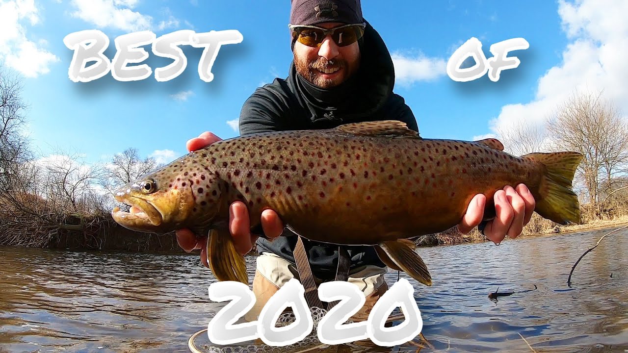 Fish Hawk | Best of 2020