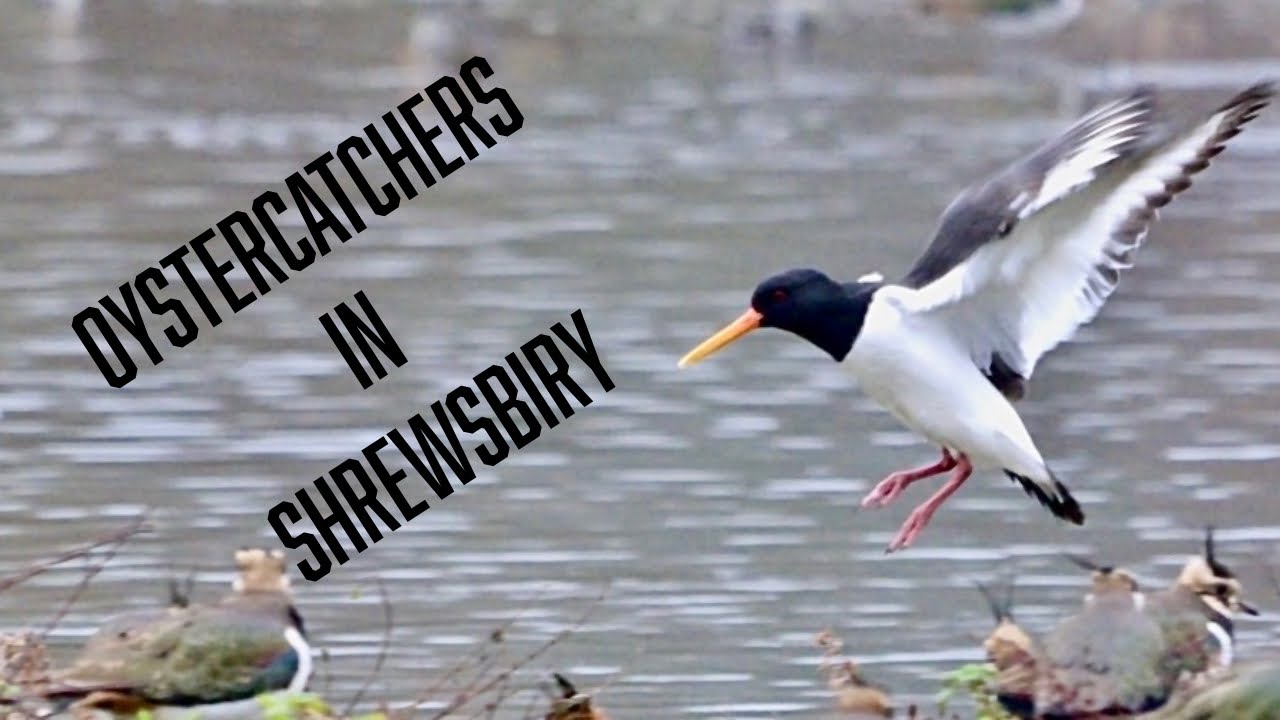Oystercatchers in Shrewsbury, Shropshire UK