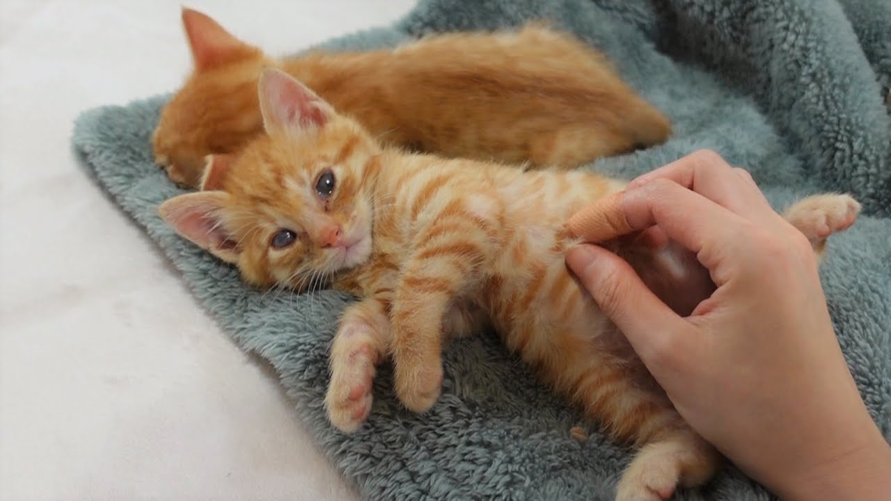 初めてのホットカーペットでとろけてしまう子猫たち ＆ こたつに住み着く妖精