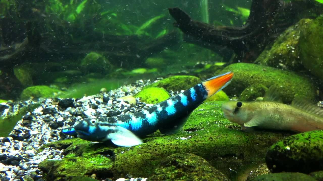 Sicyopterus lagocephalus part 4