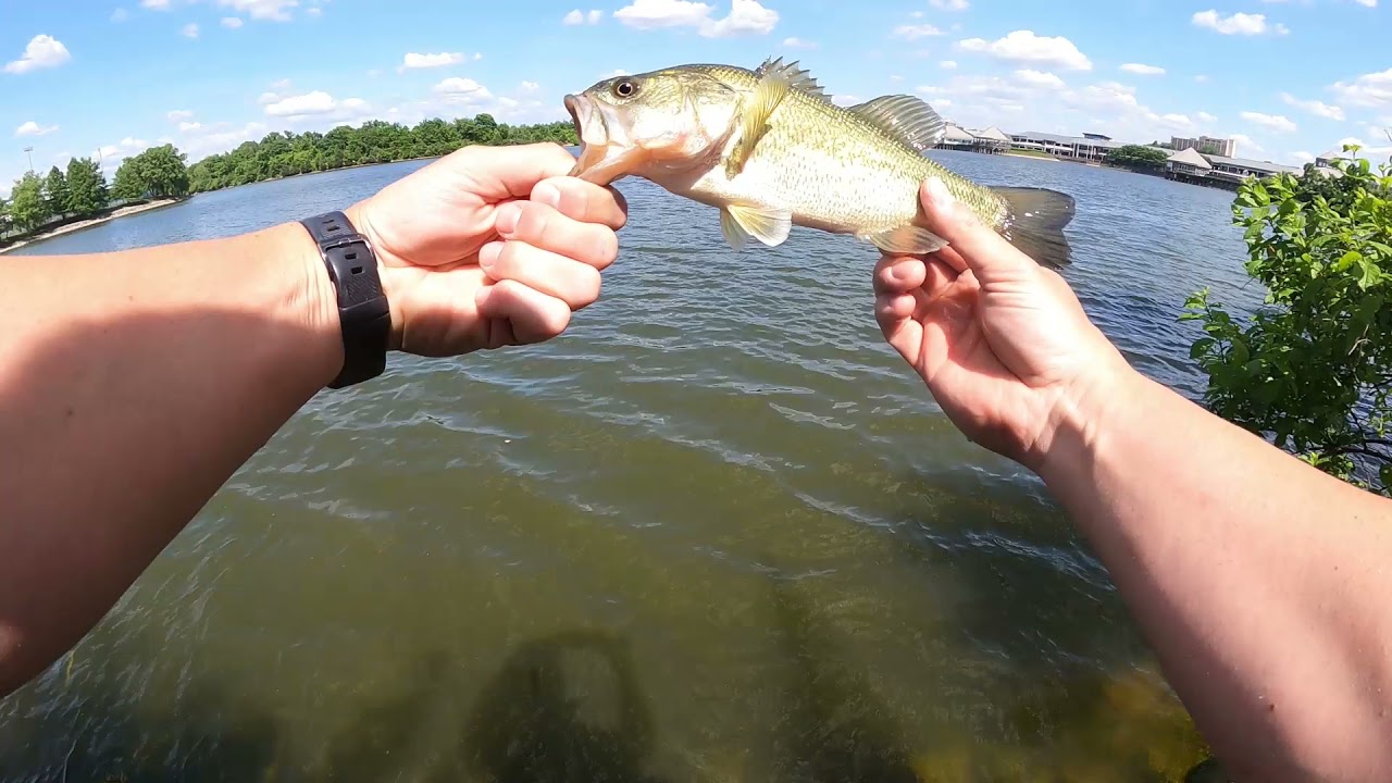 Shimano Scorpion 17 BFS putting in some work.