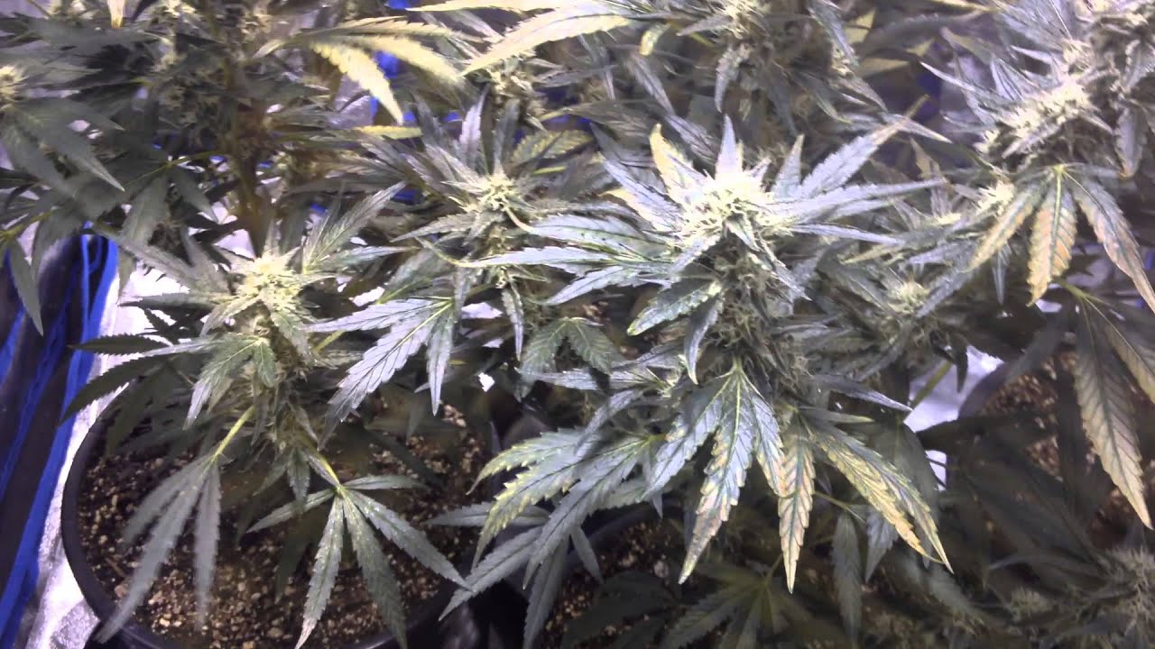 2015 Indoor Marijuana Mango Kush 400W 3x3 Grow