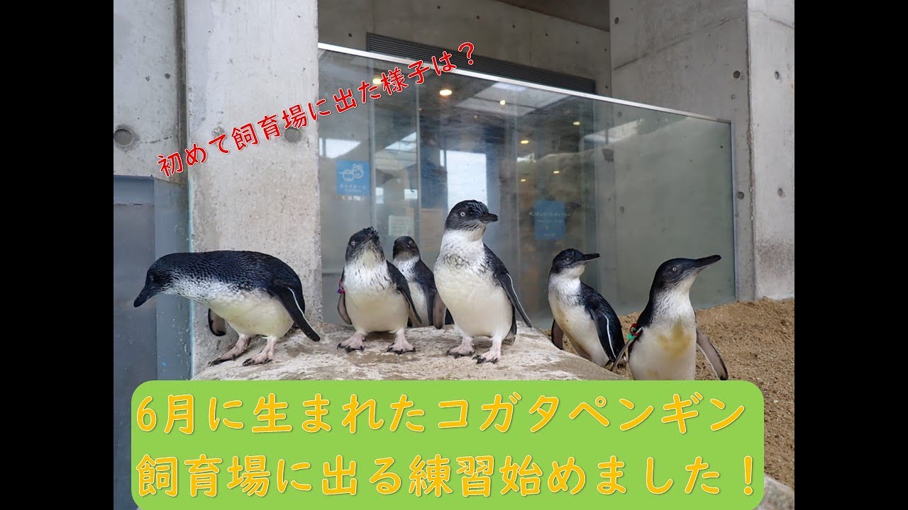 ６月生まれのコガタペンギンが初めて飼育場に出ました！