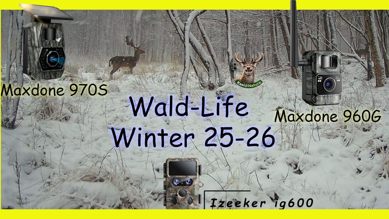 #Wildkamera - Aufnahmen Winter 2025-2026 Teil 1 Maxdone PH970 G + PH960S  IZeeker ig 600 Teil 1