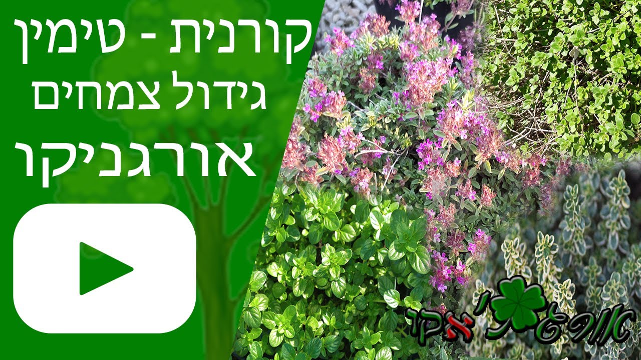 טימין גידול - (קורנית - תימין) אורגניקו גידול צמחים