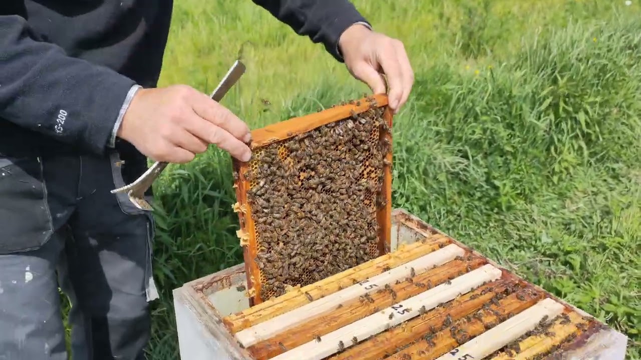 Oj niedobrze, GRZYBICA WAPIENNA - zwalczam! (14.05.2025)