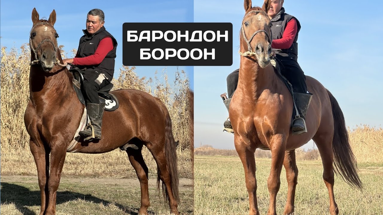 БАРОНДОН БОРООН