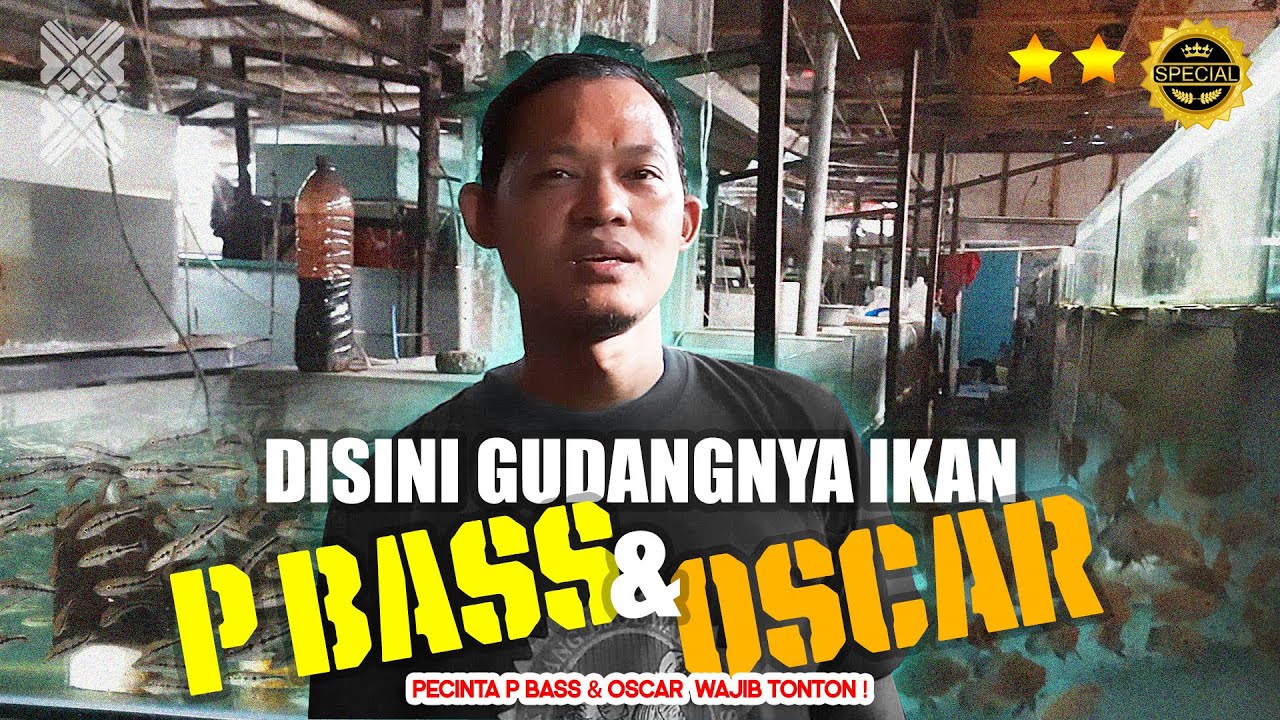 MAIN KE FARM IKAN HIAS 