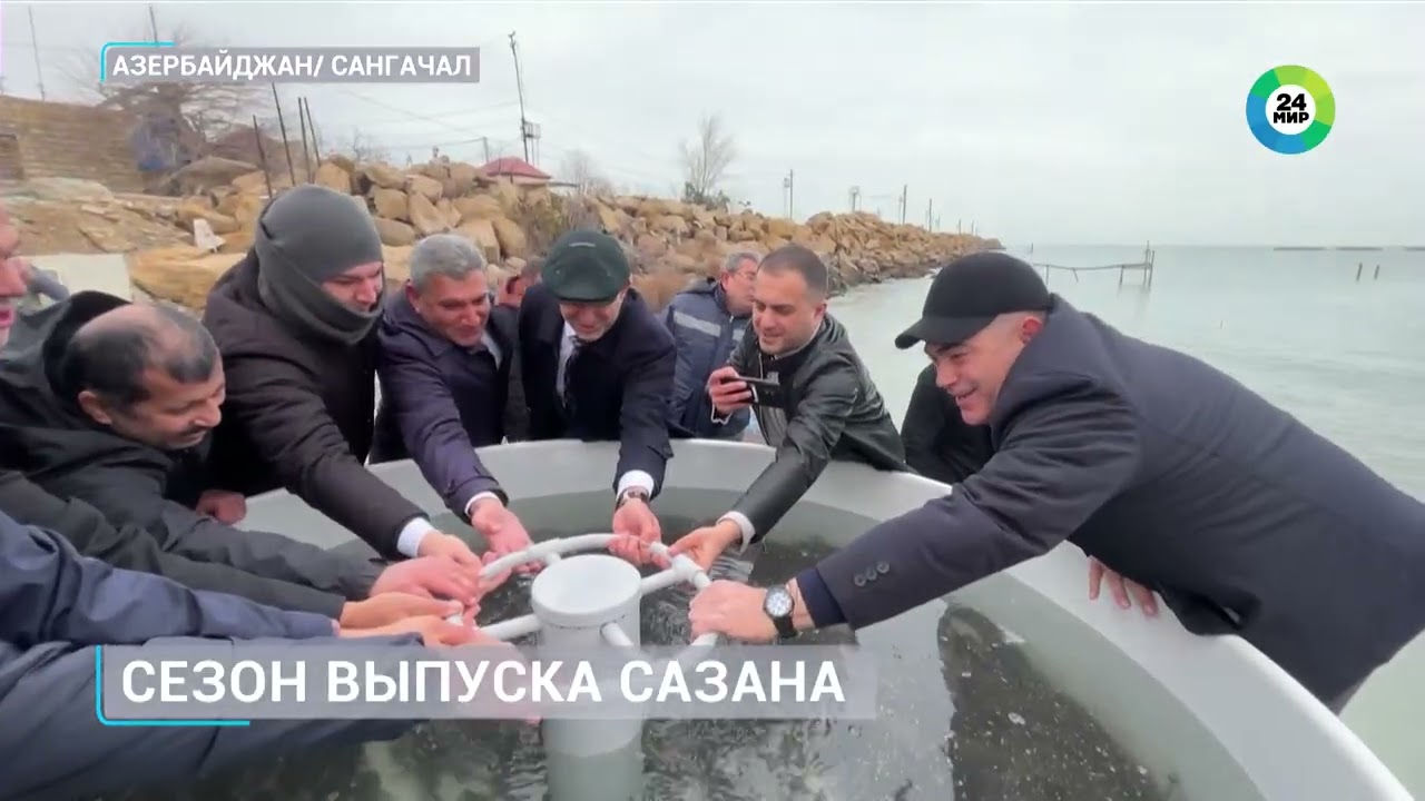 ✅Каспий получил 10 тысяч новых обитателей: в Азербайджане в море выпустили молодь сазана
