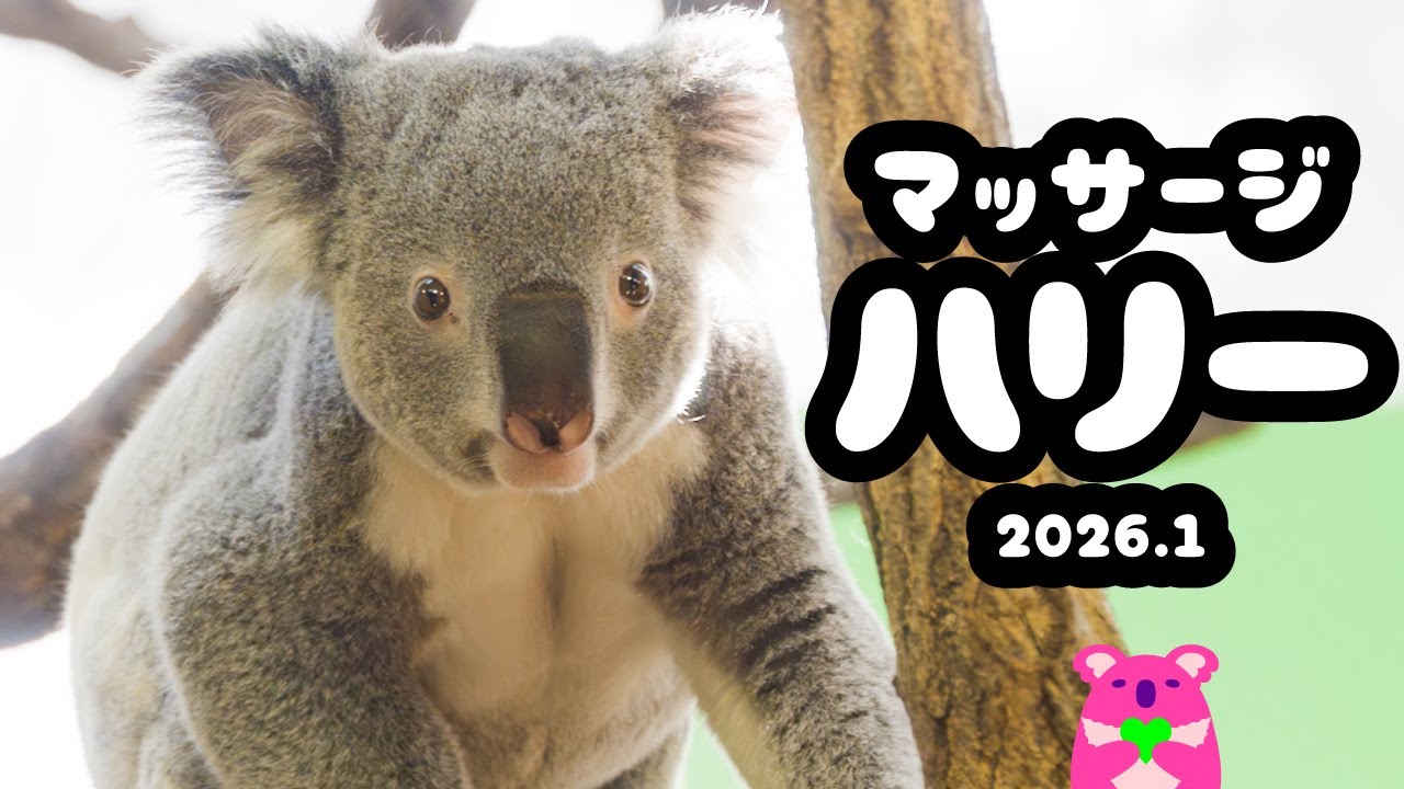 ［コアラのハリー］飼育員さんからの贅沢マッサージ［たっぷり５分］