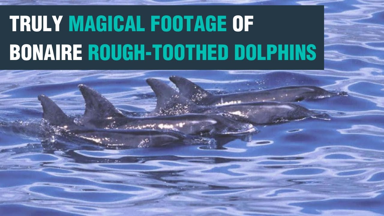 Rough-toothed dolphins | Whale and Dolphin Conservation