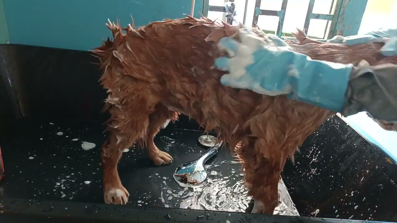 Cute dog #pets 