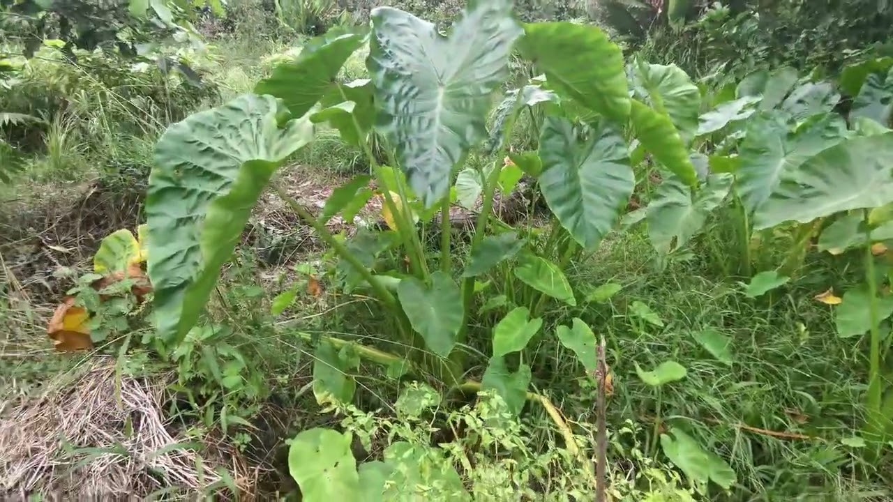 Lawat kebun ambil upaa gais