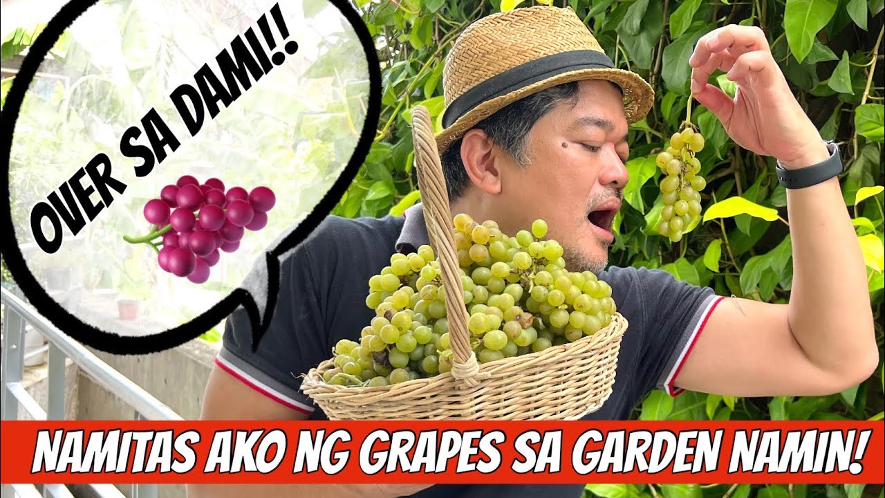 ANG DAMING GRAPES SA GARDEN NAMIN! 🍇