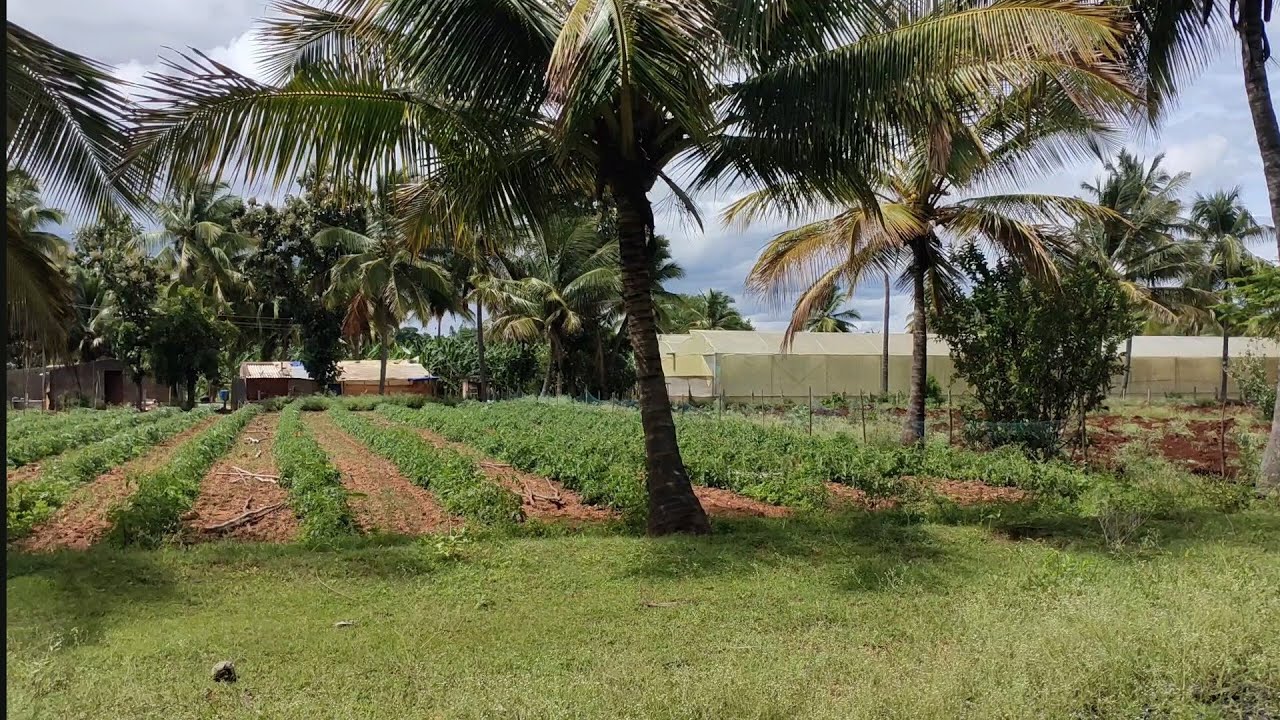 Cheap price (13lakh/acre)9acre ready farm at 50km mysore 150 bangalore(9513194244)