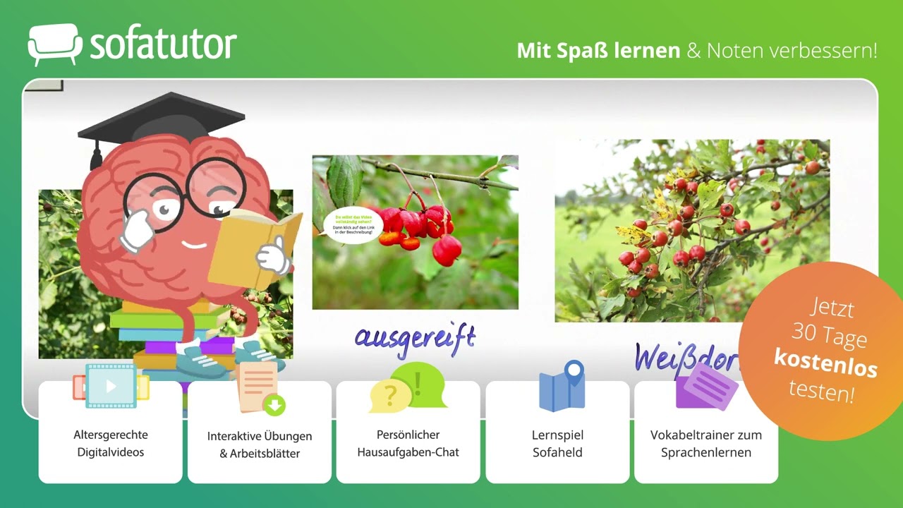 Verbreitung von Samen und Früchten – einfach erklärt
