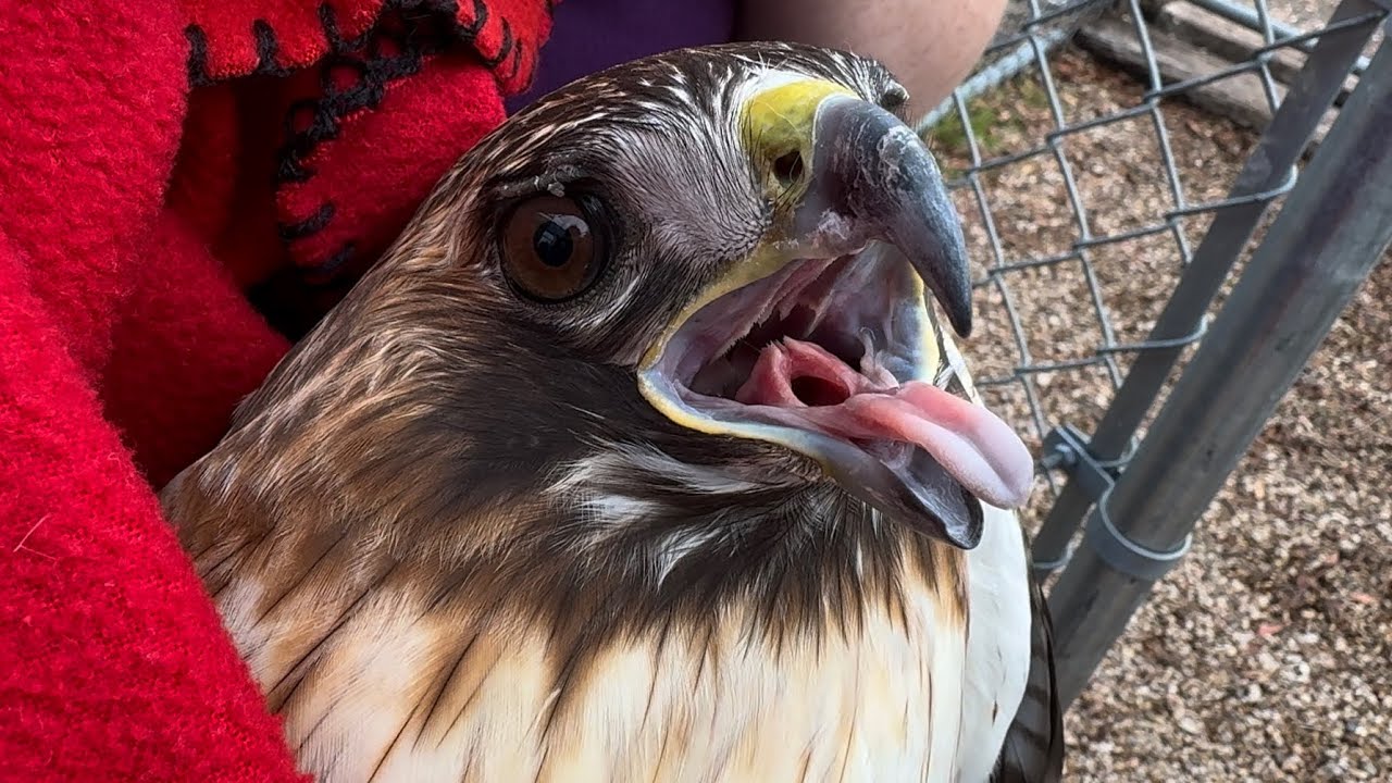 Rescuing an Injured Hawk