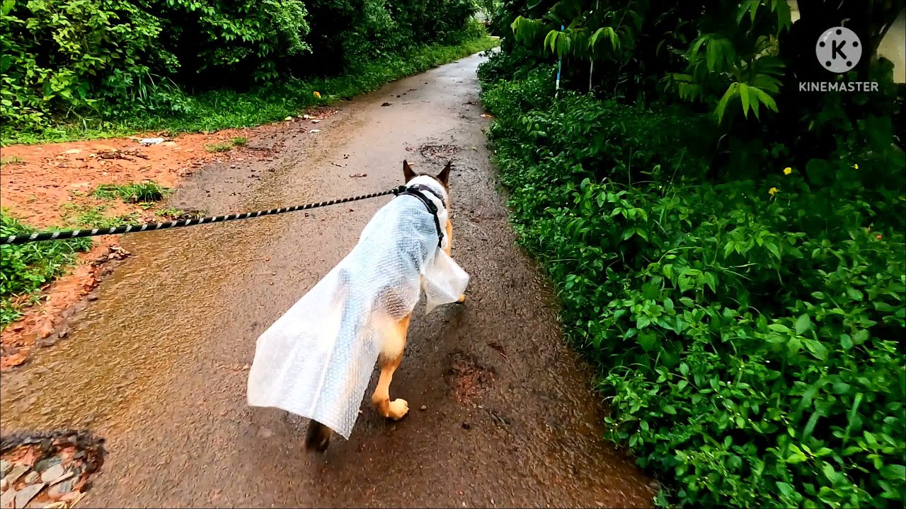 Raincoat for dog #diy #777charlie #gsd #germanshepherd #india