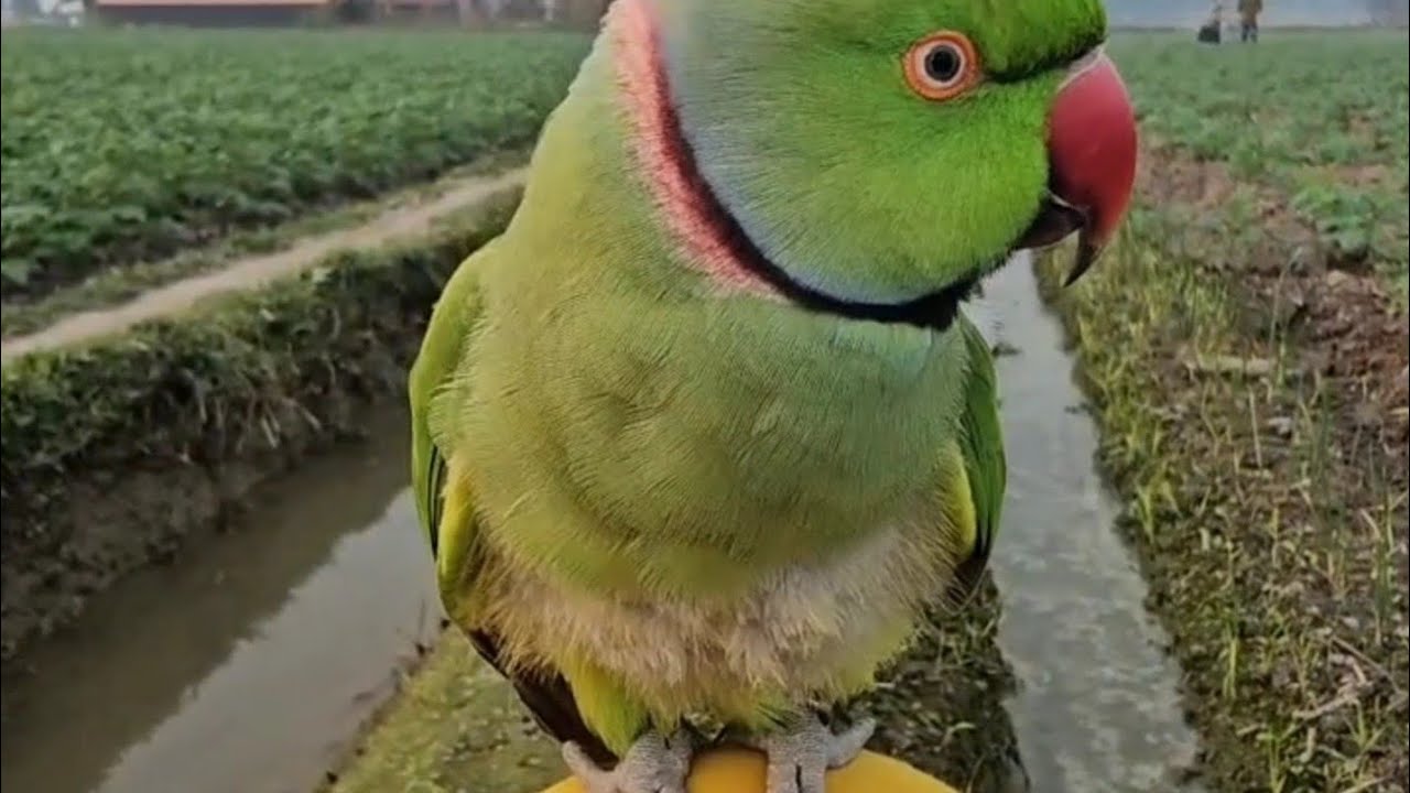 কপি মাস্টার মিঠু যা বলবেন কপি করবে🤗🤣copy master mithu he can copies every things #parrot #perroquet 
