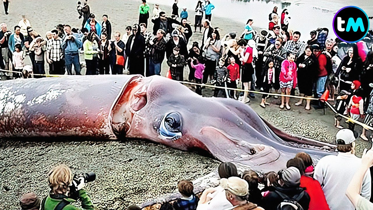 Top 10 ANIMALES M&aacute;s GRANDES Del OC&Eacute;ANO