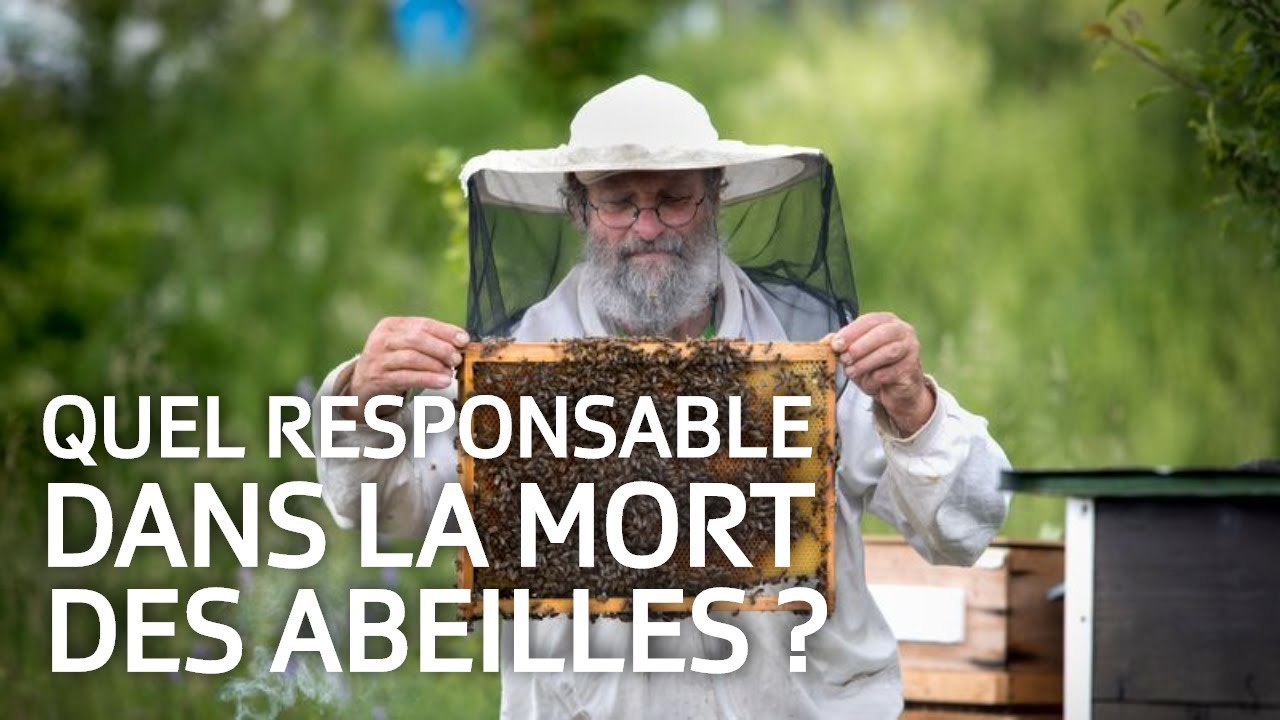 Survie des abeilles - Faut-il interdire les pesticides néonicotinoïdes? | ABE