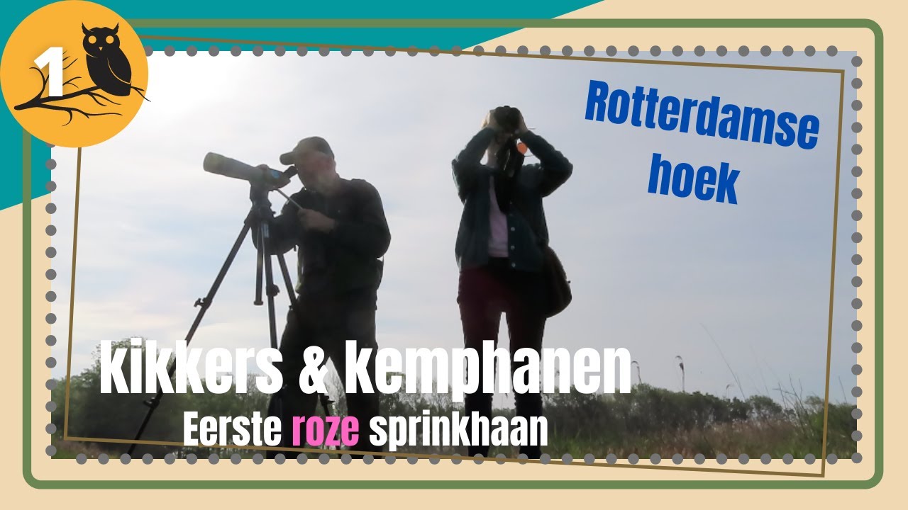 KEMPHANEN BIJ ROTTERDAMSE HOEK 🦆 vogelvlog 1