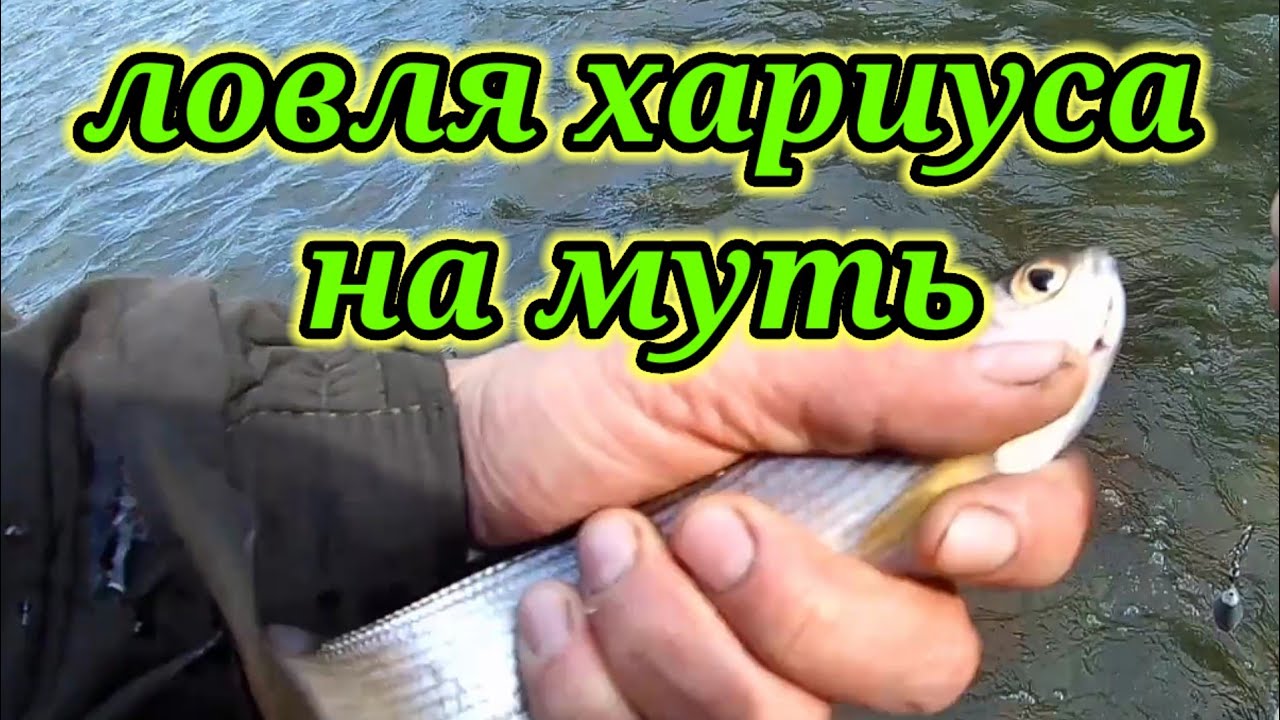 Ловля хариуса на Муть 👆. Осенняя рыбалка на реке Бия.