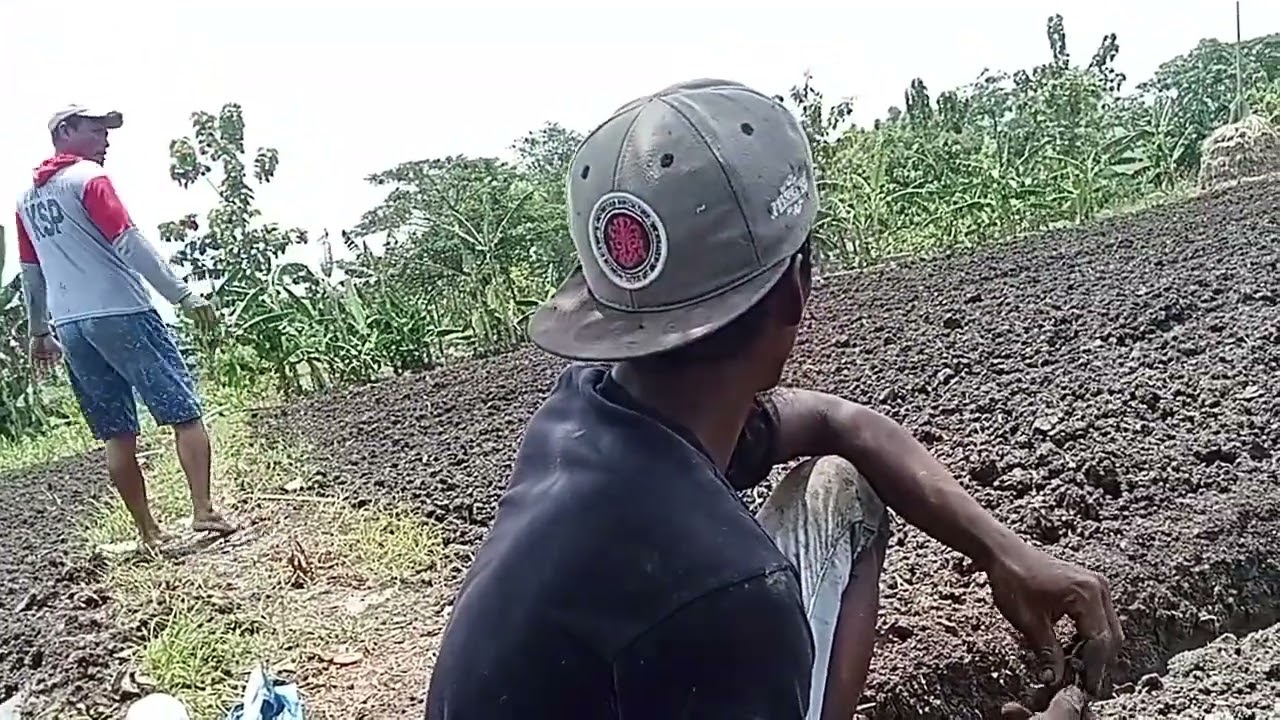 Lihat lahan brambang Komar 