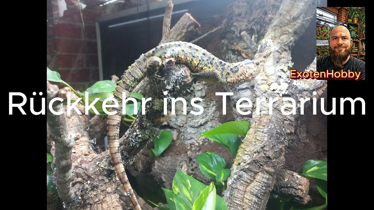 Nach Der Winterruhe: So fahre ich meine Krokodilschwanzechsen wieder hoch