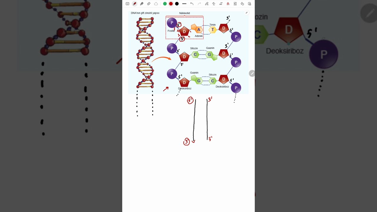 DNA SENTEZİ, 5'-------3' y&ouml;n&uuml;nde olur, ( replikasyon)