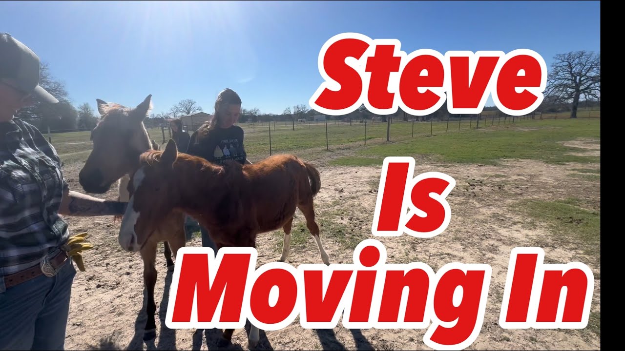 45 Rescue Horses @Twistedcritterzrescueandrehab 