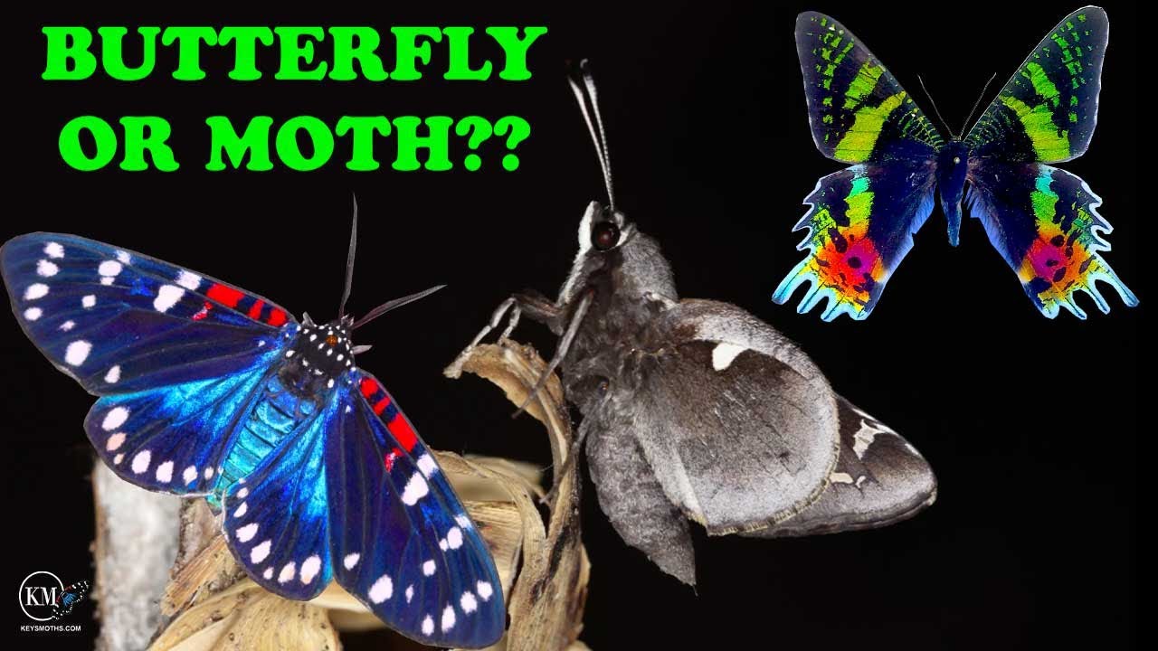 HOW TO TELL THE DIFFERENCE BETWEEN A BUTTERFLY AND A MOTH - SOME LEPIDOPTERA ANATOMY