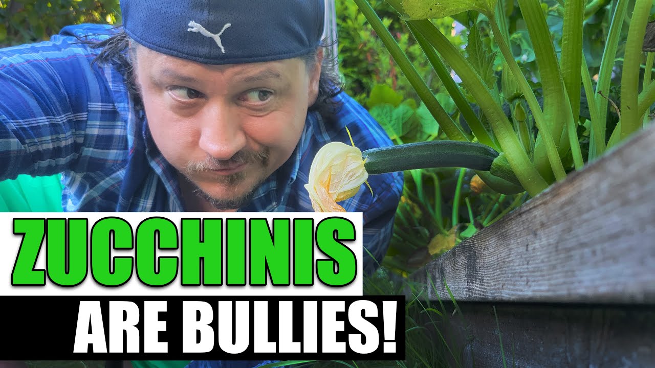 Zucchinis Make Bad Companion Plants - Garden Quickie Episode 85