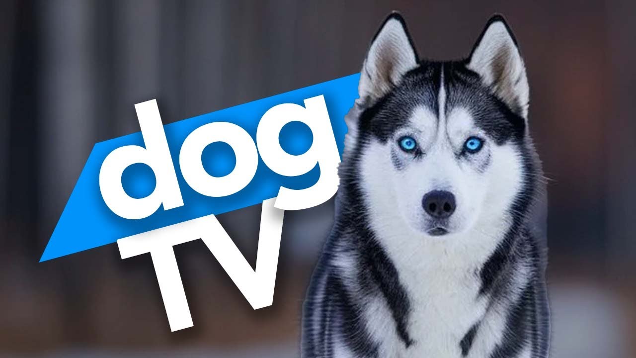 Dog TV | Virtual Dog Walk | Video for Dogs to Watch | Beaches and Outdoor Exploration! 🏖️