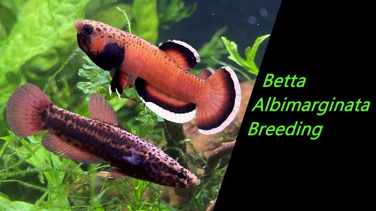 Betta albimarginata Breeding