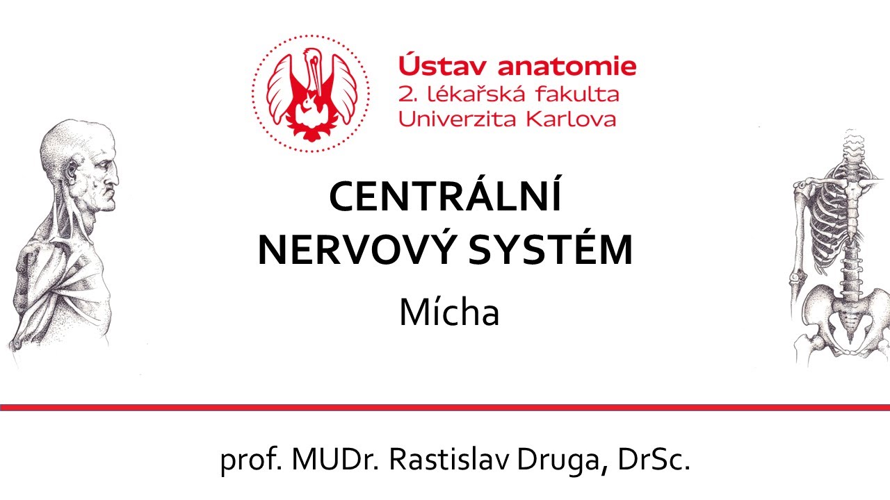Přednáška CNS - Mícha - Druga