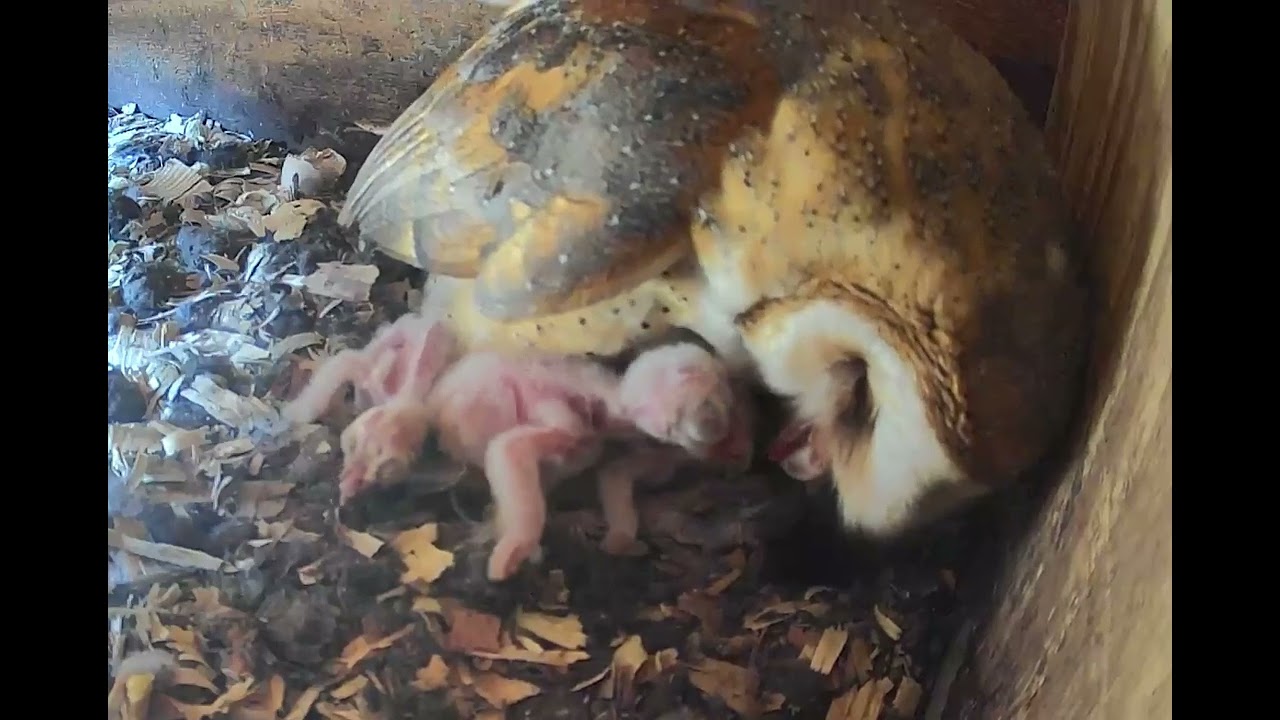 Barn Owl 3 out of 6 hatched  Sept 2025
