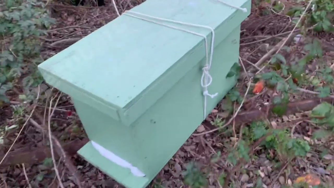 Llevando abejas de las trampas al apiario