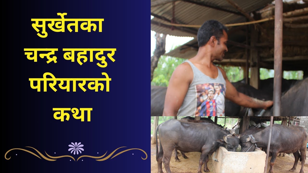 विदेशबाट फर्किएर कृषि रोजे: चन्द्र बहादुर परियारको प्रेरणादायी कथा | NACCFL | Family Farming