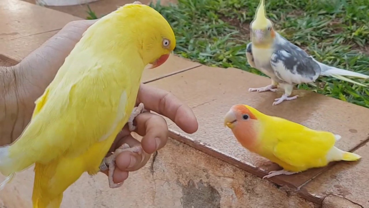 Dia de chupar Cana - Pets Na Net