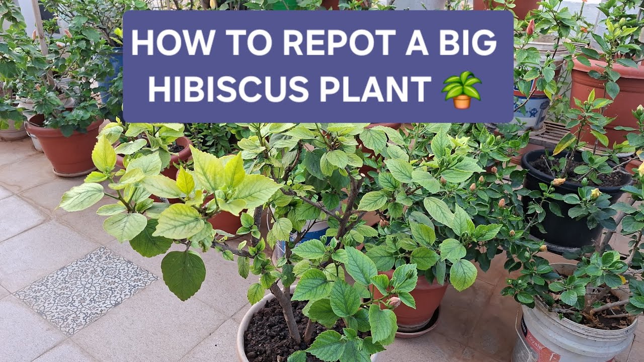 🟢 HOW TO REPOT A BIG HIBISCUS PLANT /POTTING MIX/TIPS.....